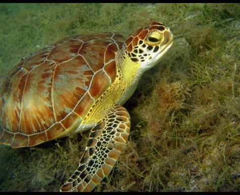 green sea turtle, underwater shot