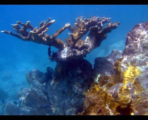 coral reef, underwater shot