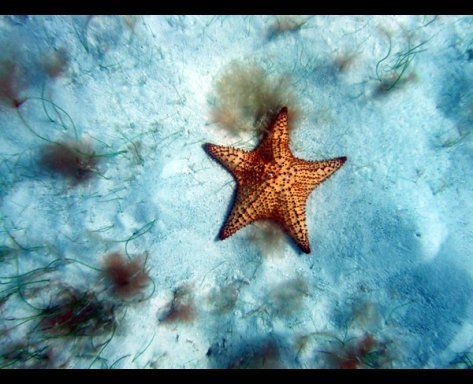 starfish on white sand floor, underwater shot